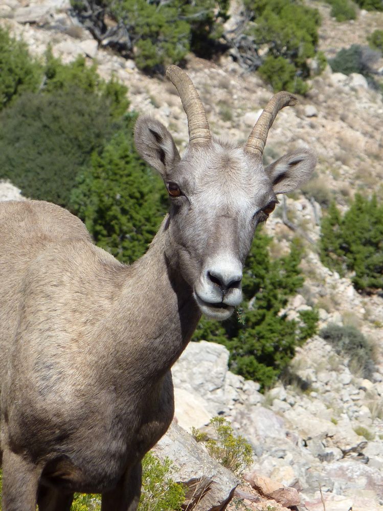 Big horn (72).JPG